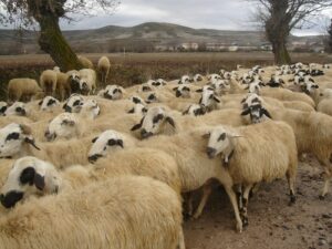 rebaño de ovejas corriendo en una direccion